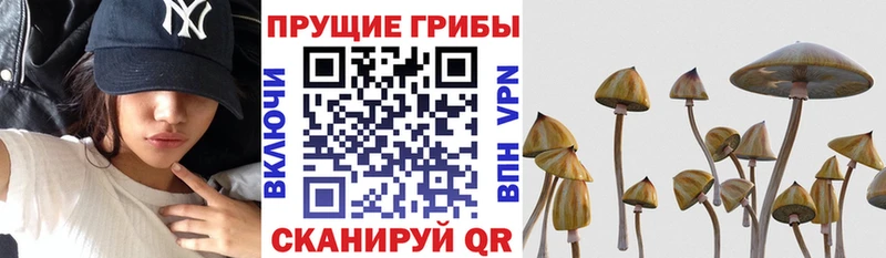 где купить   Михайловск  Псилоцибиновые грибы мицелий 
